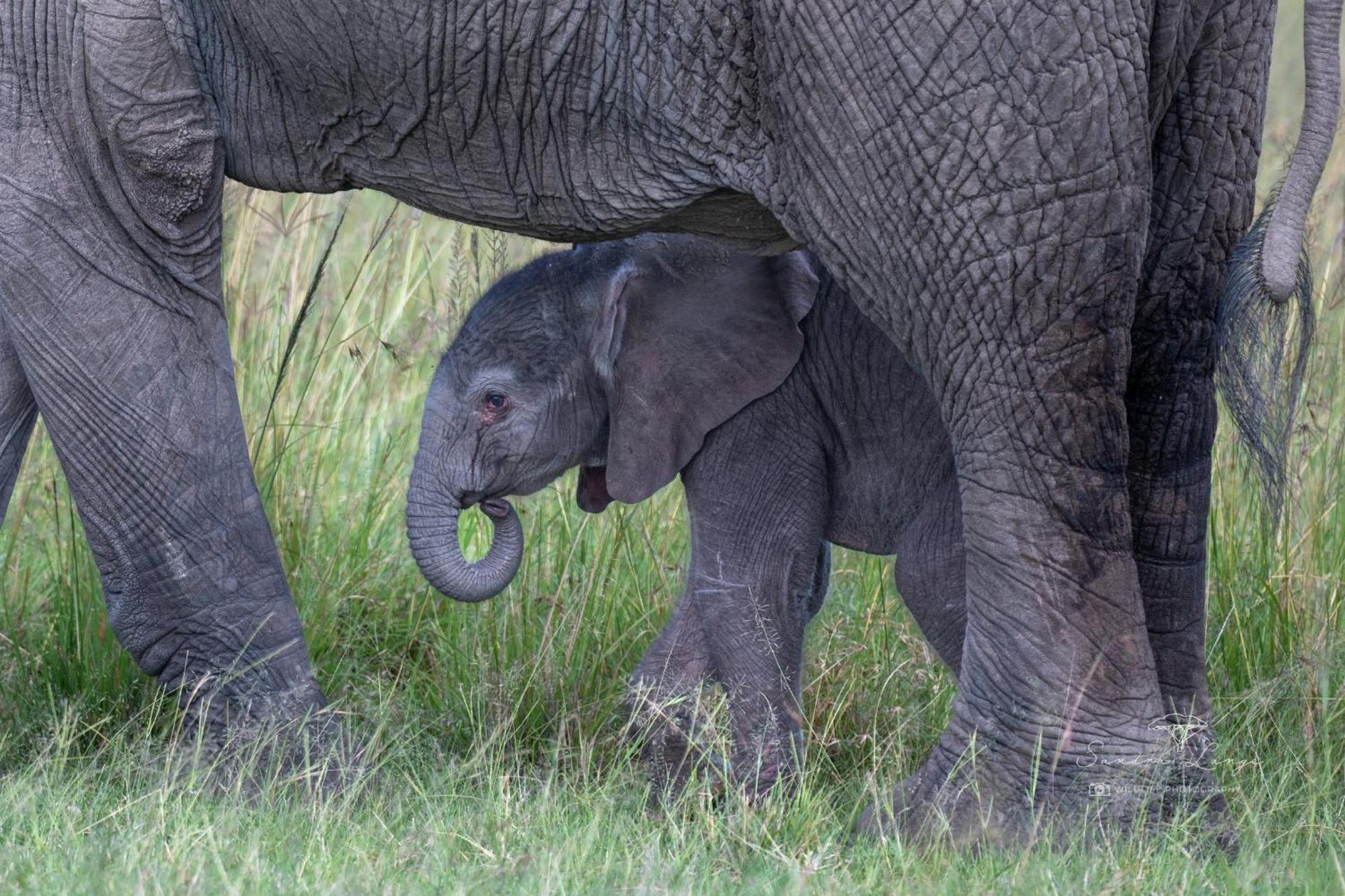 Olkinyei Mara Tented Camp Talek Luaran gambar