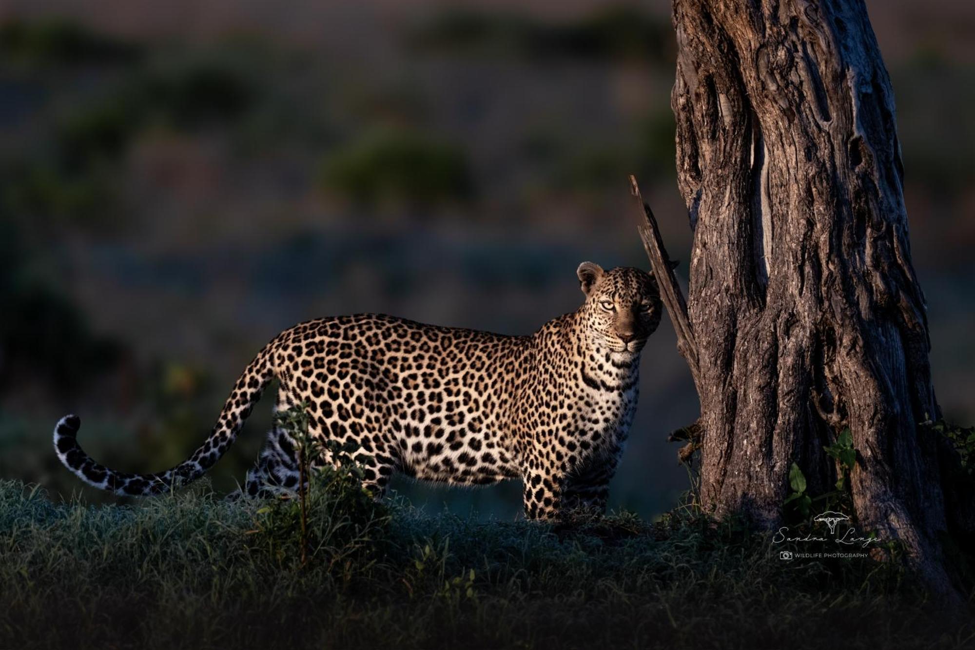 Olkinyei Mara Tented Camp Talek Luaran gambar